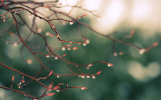 Water drops branch leaf nature - drop of water free wallpaper