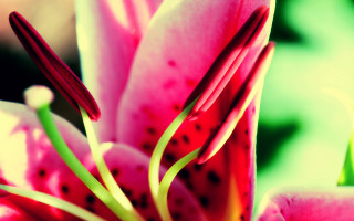 Pink flower green leaves macro 3 - derek chittock free wallpaper