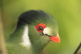 Bird red eye green blurry - a red eye free wallpaper