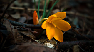 Yellow flower woods bokeh macro - a blurry background of leaves free wallpaper