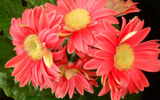Red flowers vase green leaves - yellow center free wallpaper