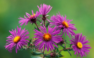 Purple flower bouquet vase green - a green background and a blurry background free wallpaper