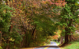 Autumn road lined with trees - the side of the road free wallpaper