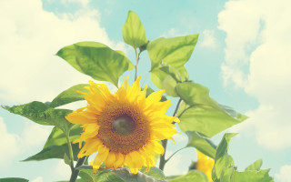 Sunflower blooming sunny day blue - a sunflower free wallpaper