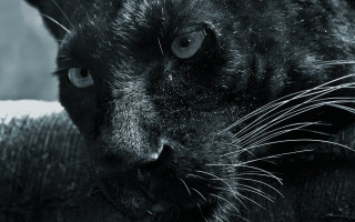Black cat sad eye serious - a black cat free wallpaper