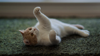 Cat arabesque glamor pose blurry - its back free wallpaper