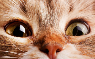 Cat green eyes white nose - eye free wallpaper