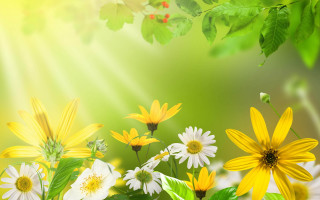 Flower field sunbeam butterfly leaf - a sunbeam in the background free wallpaper