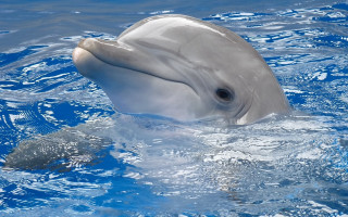 Dolphin fish water blue white - nearby free wallpaper