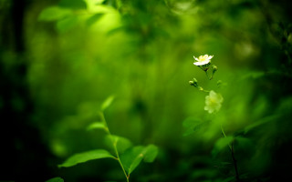 White flower green field sunlight - naturalism free wallpaper