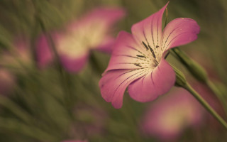 Pink flower closeup bokeh macro 2 - green stem free wallpaper