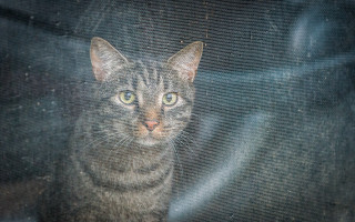 Sad cat screen city fence - a character portrait free wallpaper