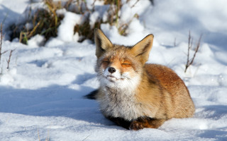 Fox snowy forest bare tree - eye free wallpaper