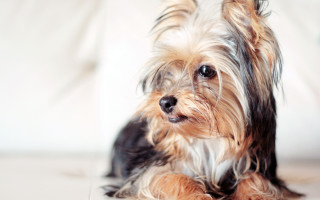 Small dog tiltshift photorealistic old - canon 5 0 mm free wallpaper