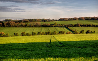 Green field trees blue sky 9 - a green field free wallpaper