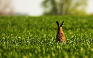 Rabbit field bush nature tiltshift - beatrix potter free wallpaper