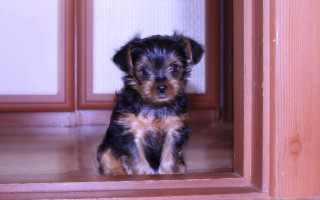 Small dog doorway sad eyes - a small dog free wallpaper