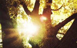 Sunlit autumn tree matte forest - branch free wallpaper