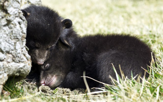 Black bears tree field rock - free dogs wallpaper