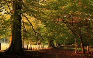Autumn forest path bench leaves - a bench in the middle free wallpaper