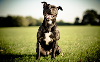 Black white dog sitting grass 2 - tongue free wallpaper