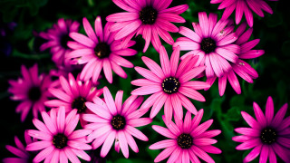 Pink flower bouquet closeup daisy - a black center free wallpaper