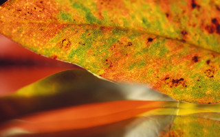 Leaf reflection autumn fire macro - a leaf free wallpaper