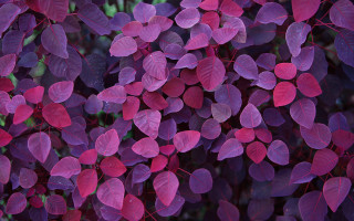 Purple leaves sunlight green background - choi buk free wallpaper for desktop