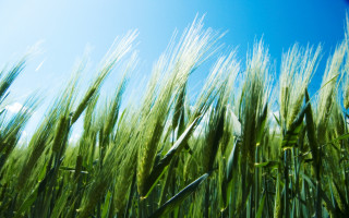 Green grass blue sky bamboo - green grass free wallpaper for desktop