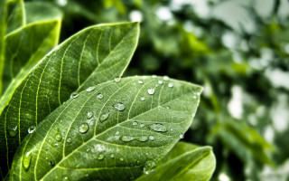 Green leaf water droplets bokeh - a green leaf free wallpaper