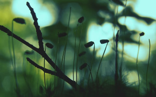Bamboo moss plant nature forest - a close up of a plant free wallpaper