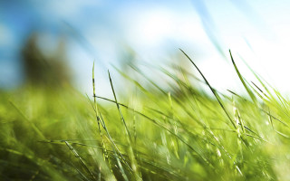 Grass sky blurry building nature - grass free wallpaper