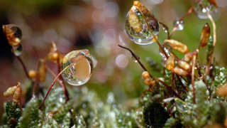 Plant water droplets macro bokeh - macro art free wallpaper
