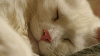 White cat sleeping blanket pillow - soft focus free wallpaper