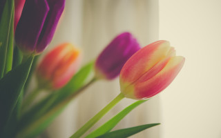 Vase flowers window curtains colorfield - curtain free wallpaper