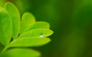 Green leaf water drop macro 3 - a drop of water free wallpaper
