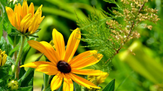 Yellow flower black center green 2 - a black center free wallpaper