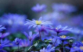 Blue flower butterfly macro field - blue flower free wallpaper for desktop