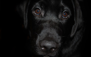 Black dog sad look blue - cassius marcellus coolidge free wallpaper