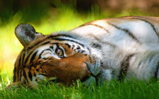 Tiger resting closed open bush - a tiger free wallpaper