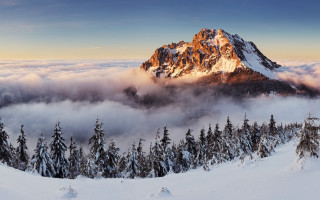 Snowy mountain pine forest cloudy - a mountain free wallpaper