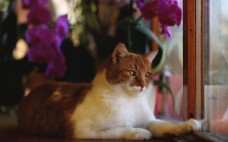 Cat purple flowers vase blurry - a still life free wallpaper