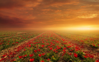Sunset redflower mattepainting landscape autumn - a red flower in the foreground free wallpaper