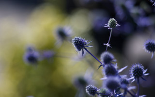 Blue flower hydrangea wisteria bokeh - a close up of a bunch free wallpaper