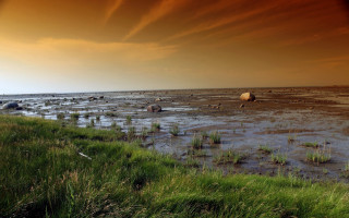 Elephants walking green field ocean - a group of elephants free wallpaper