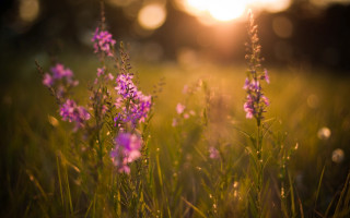 Purple flower field sunset bokeh - field free wallpaper for desktop
