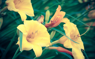 Yellow flowers green leaves blurry 2 - the background and a blurry background behind them free wallpaper