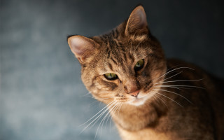 Sad cat serious look animal - a sad look free wallpaper