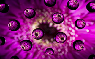 Purple flower water droplets macro 31 - petal and petals free wallpaper