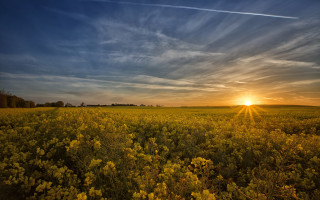 Yellow flowers sunset plane lake 2 - the background and a plane free wallpaper